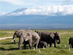 Amboseli Game Preserve